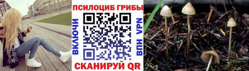 Псилоцибиновые грибы Psilocybe Миасс